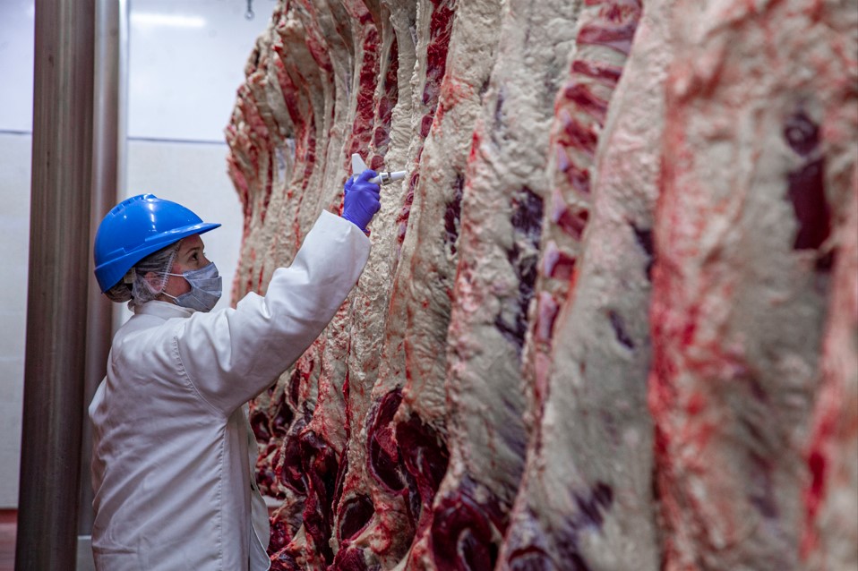 INAC veterinary inspector grading beef carcasses on Frigocerro's temperature-controlled processing floor